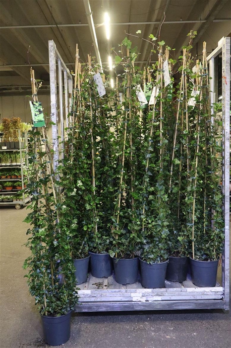 <h4>Hede Hibernica Piramide</h4>