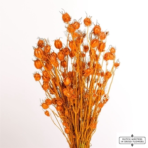 Dried Nigella Orange Bunch