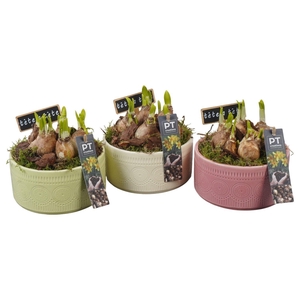 Arr.  Narcissus Tete Tete L%