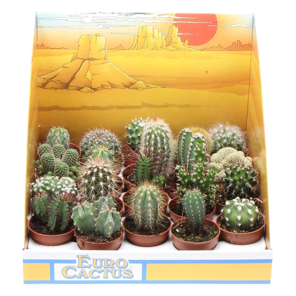 <h4>Cactus mix in showdoos</h4>