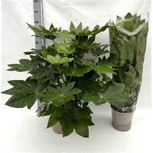 Fatsia Ov