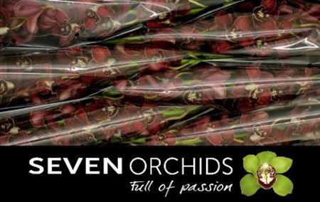 <h4>Cymb T Flameflor</h4>