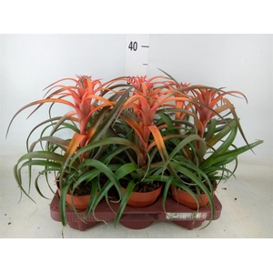 Tillandsia capitata 'Hermosa'