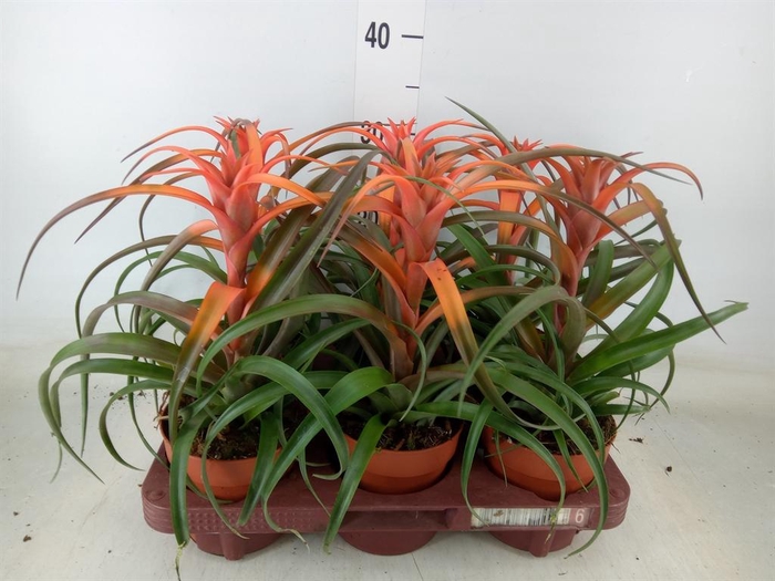 <h4>Tillandsia capitata 'Hermosa'</h4>