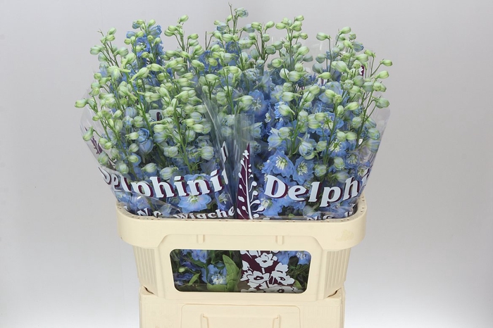 <h4>Delph El Blue Pale</h4>