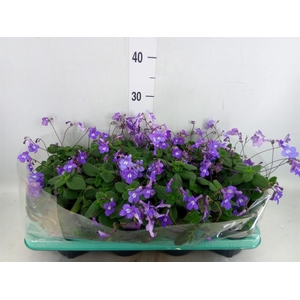 Streptocarpus saxorum