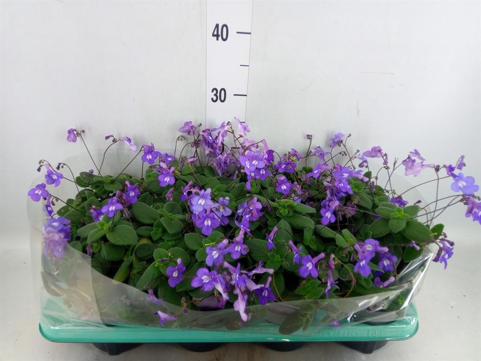 <h4>Streptocarpus saxorum</h4>