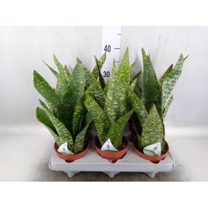 Sansevieria   ...