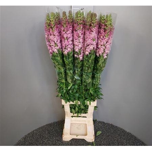 Antir Antibes Lavendel