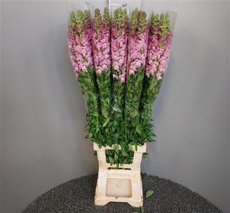 <h4>Antir Antibes Lavendel</h4>