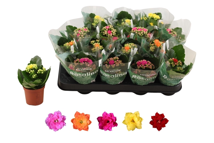 <h4>KAL GE RO GEM 5 KL</h4>