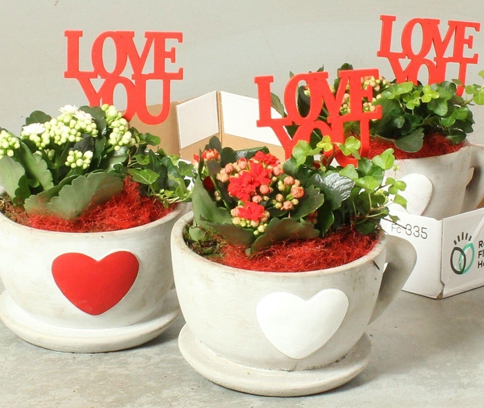 <h4>ARR KAMERPL</h4>