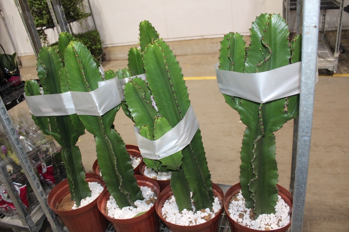 <h4>CACTUS EUPHORBIA MANDACARU P30</h4>