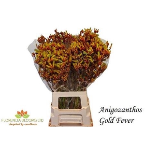 Anigoz Gold Fever 70cm