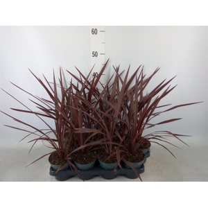Cordyline austr. 'Red Star'