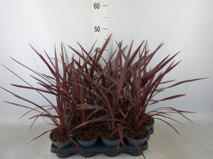 <h4>Cordyline austr. 'Red Star'</h4>