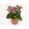 Kalanchoe Harriet