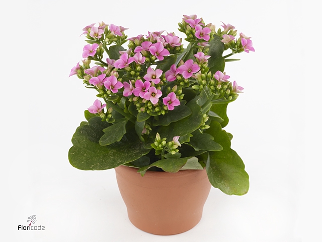 Kalanchoe Harriet