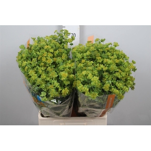 Bupleurum Griffithii