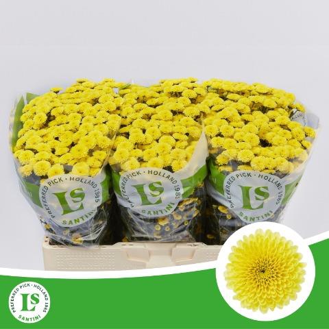 <h4>Chr S Calimero Sunny</h4>