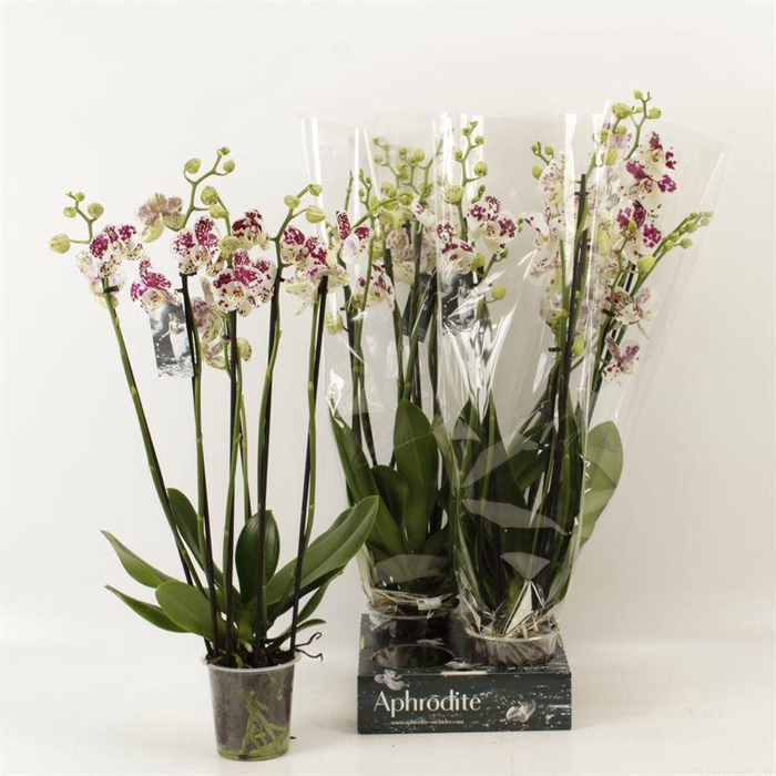 <h4>PHAL AN MARRAKESH</h4>