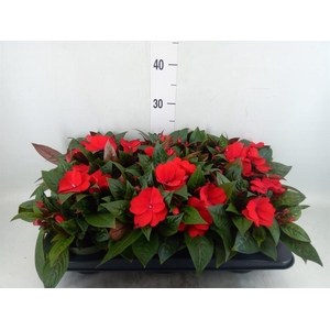 Impatiens NG 'Tamarinda Dark Red'
