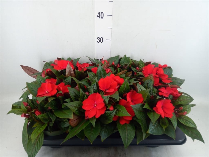 <h4>Impatiens NG 'Tamarinda Dark Red'</h4>