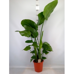 Strelitzia nicolai