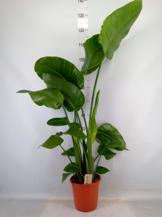 <h4>Strelitzia nicolai</h4>