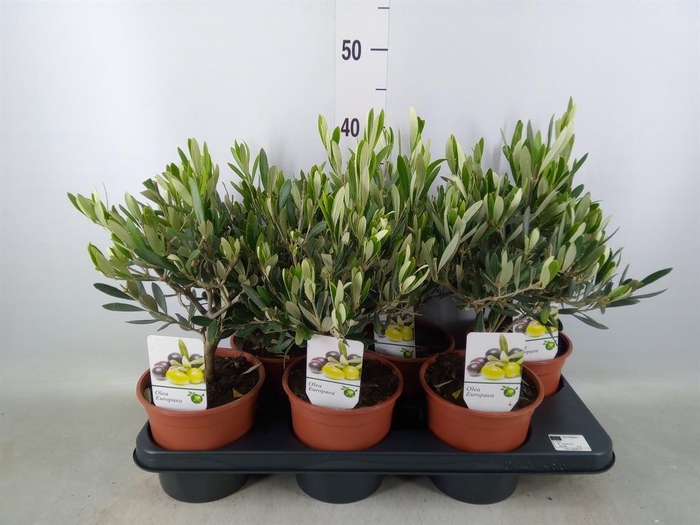 <h4>Olea europaea</h4>
