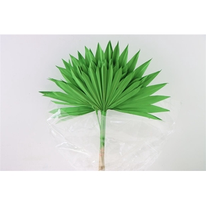 Dried Palm Sun 6pc Apple Green Bunch