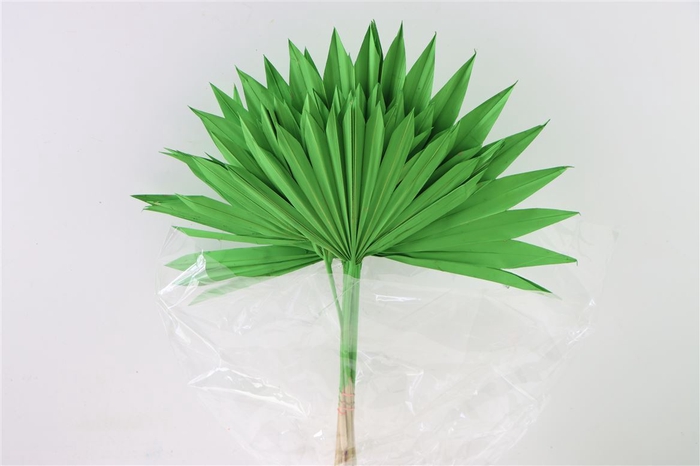 Dried Palm Sun 6pc Apple Green Bunch