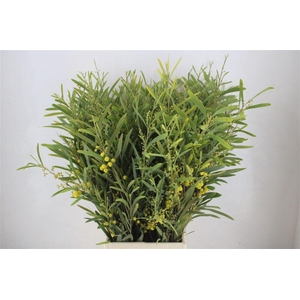 Mimosa Floribunda P Bunch