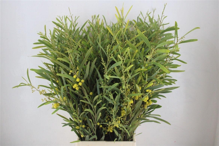 <h4>Mimosa Floribunda P Bunch</h4>
