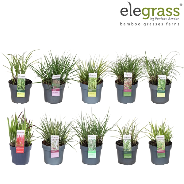 <h4>Grassen mix tray - Elegrass Hardy Ornamentals P19</h4>