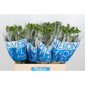 Veron Smart Al White