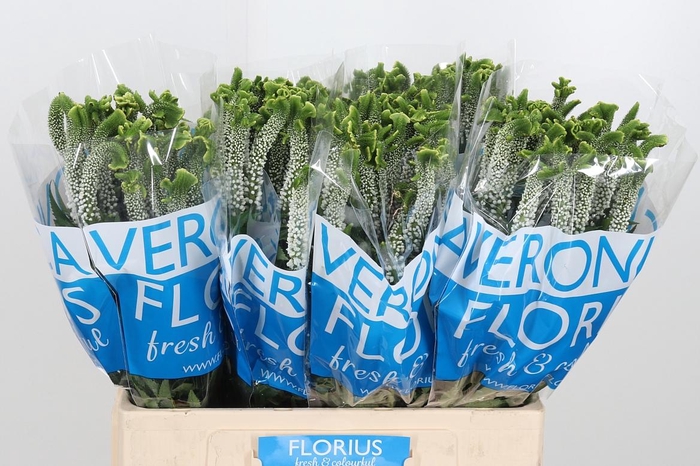 <h4>Veron Smart Al White</h4>