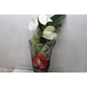ANTHURIUM ALASKA P17 PREMIUM