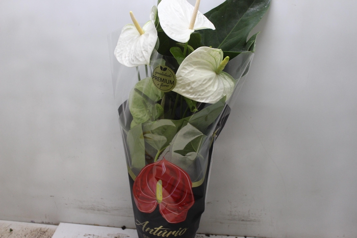 <h4>ANTHURIUM ALASKA P17 PREMIUM</h4>