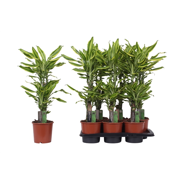 <h4>Dracaena Golden Queen, 17 cm pot</h4>