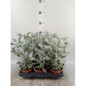 Kalanchoe NF   ...