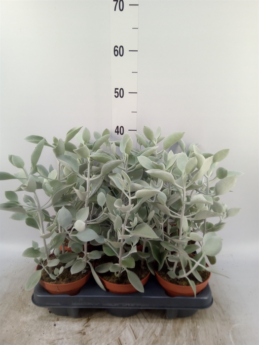 <h4>Kalanchoe NF   ...</h4>