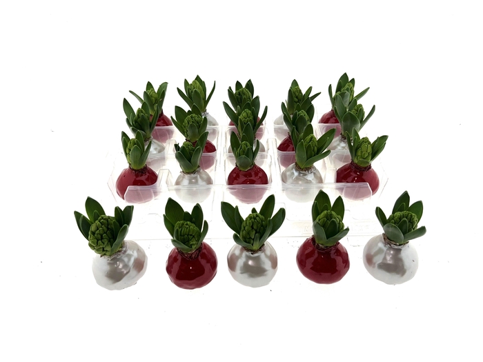 <h4>Wax Hyacint Herfstkleuren 'Red-Pearl Mix'</h4>