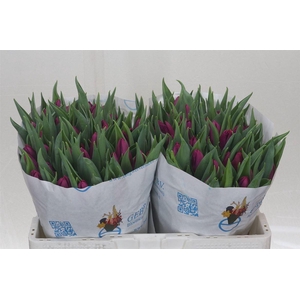 Tulp Enkel Purple Prince