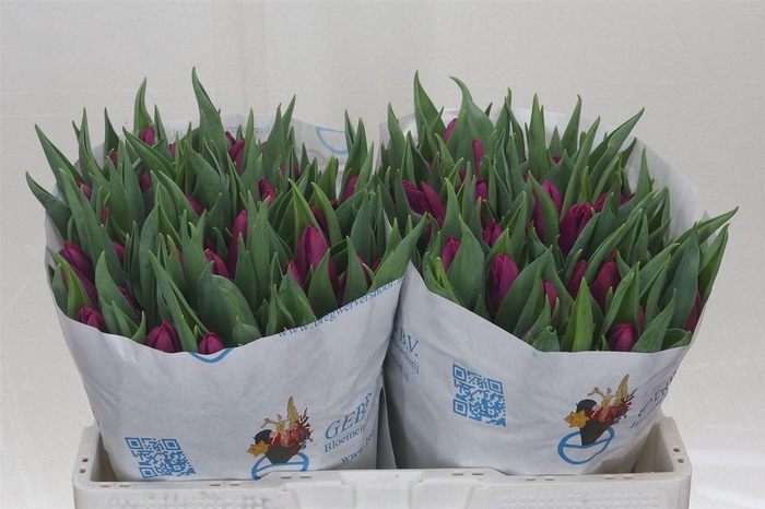 <h4>Tulp Enkel Purple Prince</h4>