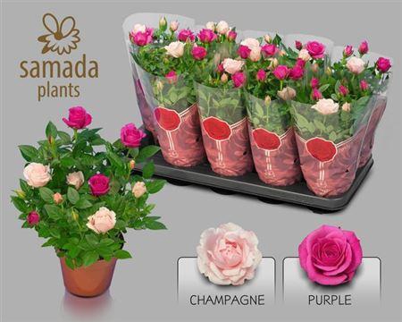 <h4>Ro Classic Star</h4>