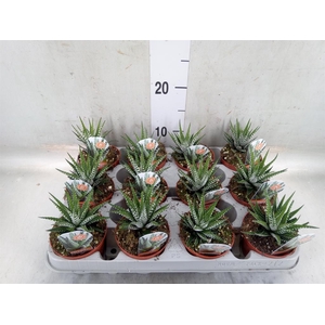 Haworthia fasciata 'Big Band'