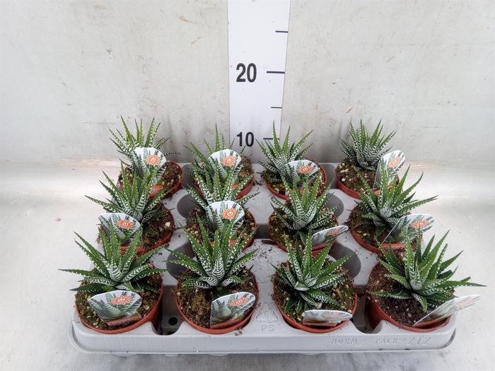 <h4>Haworthia fasciata 'Big Band'</h4>