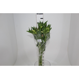 ALSTROEMERIA DUBAI 080 CM