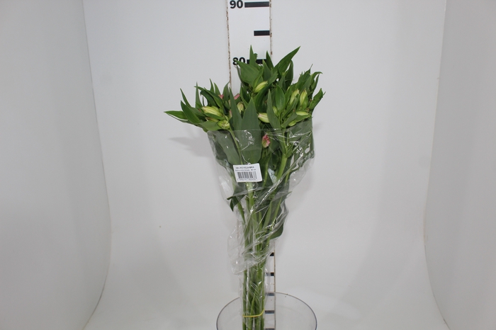 <h4>ALSTROEMERIA DUBAI 080 CM</h4>